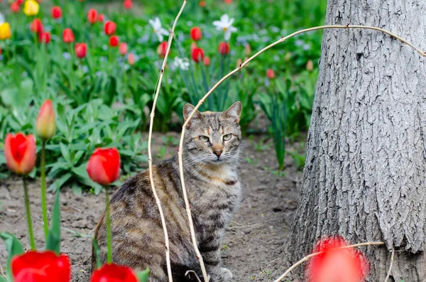 Çiçeklerin Arasındaki Sokak Kedisi Sokak Kedisi Yürüyor Mart Kedisi Terk — Stok fotoğraf