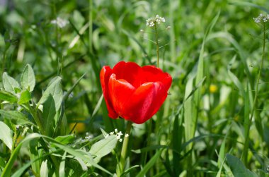 Bahar çiçekleri. Kırmızı laleler. Çiçek yatağı.