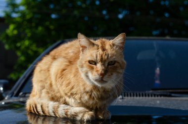 Zencefilli sokak kedisi yürüyor. Benekli kedi. Terk edilmiş hayvan..