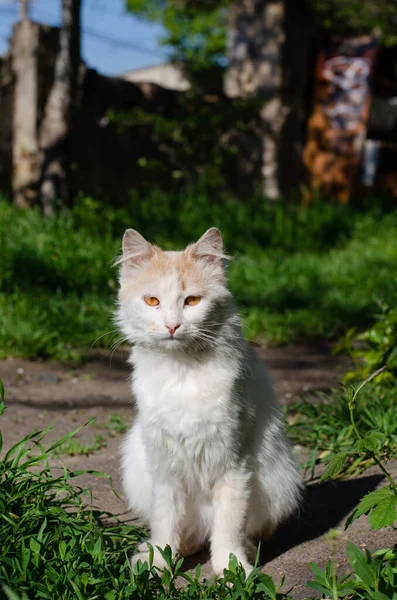 Вуличні Плямисті Прогулянки Кішками Двір Бродячого Кота Покинута Тварина — стокове фото