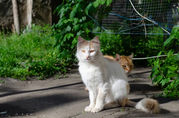 Gatuskådad Katt Går Fri Gård Herrelös Katt Övergivna Sällskapsdjur — Stockfoto