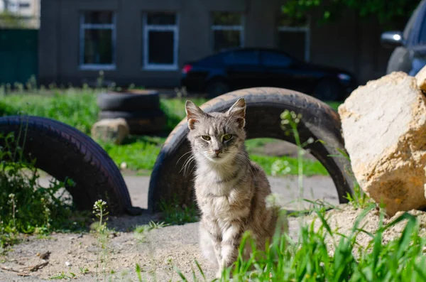 Des Promenades Chat Repéré Chat Errant Dans Cour Animaux Abandonnés — Photo