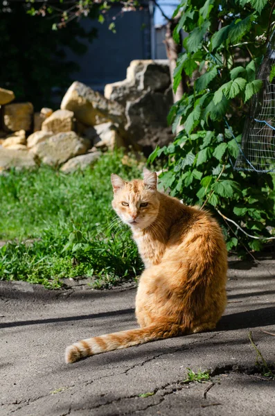 Ginger Street Cat Camina Yard Manchado Gato Animal Doméstico Abandonado — Foto de Stock