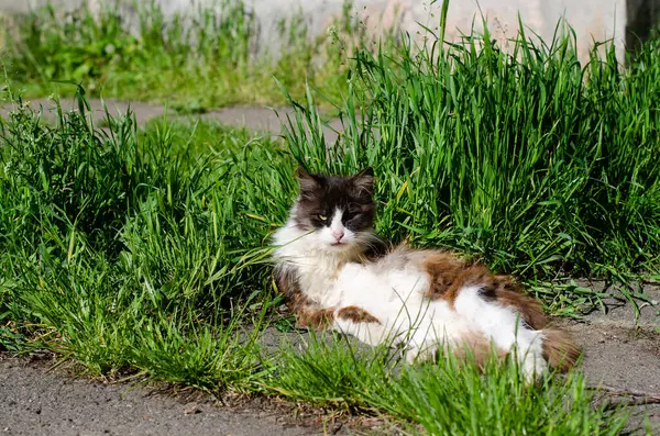 길거리 고양이가 잔디에 있습니다 버려진 고양이 마리가 아래서 있습니다 떠돌아다니는 — 스톡 사진