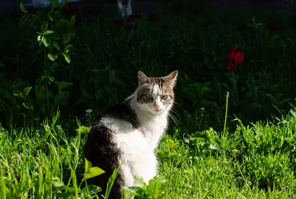 Sokak Kedisi Çimenlerde Oturur Terk Edilmiş Bir Bahçe Kedisi Güneşte — Stok fotoğraf