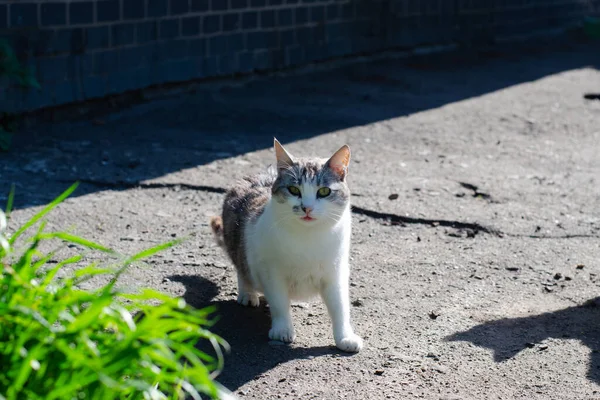 Street Spotted Cat Walks Yard Stray Cat Abandoned Pet — 图库照片