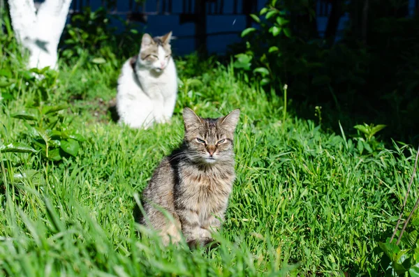 길거리 고양이가 잔디에 있습니다 버려진 고양이 마리가 아래서 있습니다 떠돌아다니는 — 스톡 사진