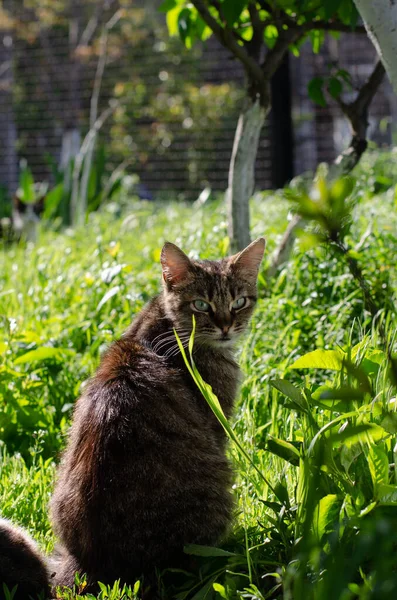 Sokak Kedisi Çimenlerde Oturur Terk Edilmiş Bir Bahçe Kedisi Güneşte — Stok fotoğraf