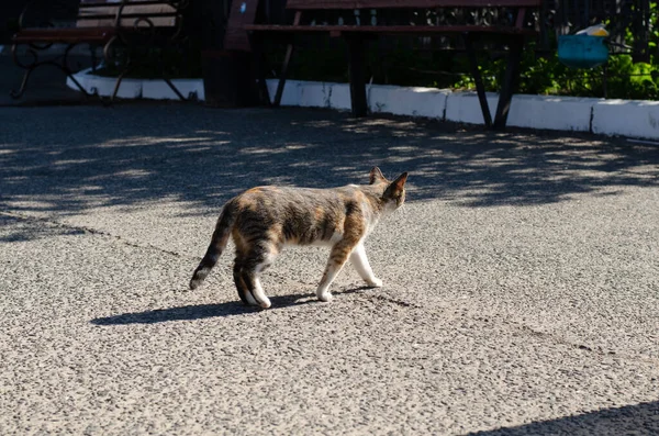 Street Spotted Cat Walks Yard Stray Cat Abandoned Pet — 图库照片