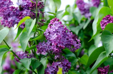 Bahar mor çiçekleri. Çiçekli yatak. Leylak rengi. Mayıs çiçekleri.