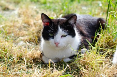 Sokak kedisi güneşte oturuyor. Bahçe kedisi sokakta yürüyor. Terk edilmiş hayvan..
