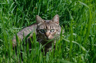 Sokak kedisi güneşte oturuyor. Bahçe kedisi sokakta yürüyor. Terk edilmiş hayvan..
