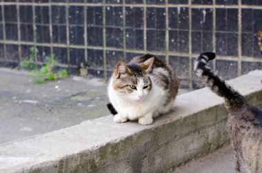 Sokak kedisi yürüyor. Sokaktaki bir bahçe kedisi. Terk edilmiş hayvan. Benekli kedi..