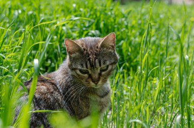 Sokak kedisi yürüyor. Sokaktaki bir bahçe kedisi. Terk edilmiş hayvan. Benekli kedi..