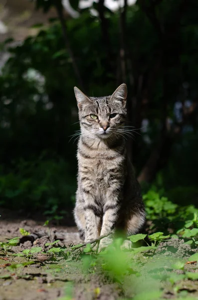 Gato Rua Está Andando Gato Jardim Rua Animal Estimação Abandonado — Fotografia de Stock