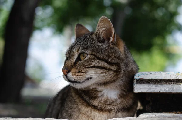 Street Cat Walking Yard Cat Street Abandoned Pet Spotted Cat — Stock Photo, Image