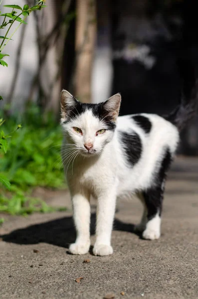 通りの猫が歩いている 庭の猫が通りにいる 放棄されたペット 発見された猫 — ストック写真