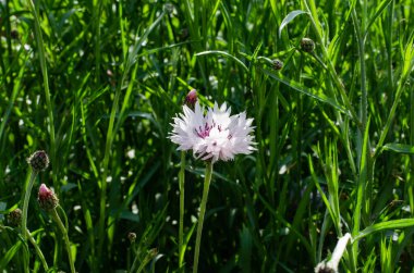 Bahar çiçekleri. Çiçek. Çiçekli yatak. Küçük mor, çimlerde pembe çiçekler. Yeşil çimen.