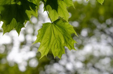 Akçaağaç Yaprağı. Ağaçta yeşil yapraklar var. Üzüm yaprağı.