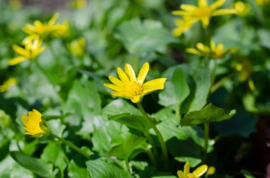 Çimlerde bahar çiçekleri. Yeşil çimenler. Küçük sarı çiçekler. Çiçek yatağı.