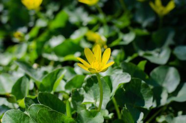 Çimlerde bahar çiçekleri. Yeşil çimenler. Küçük sarı çiçekler. Çiçek yatağı.