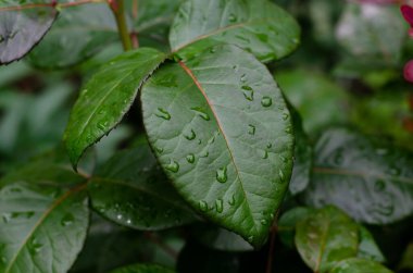Çiy damlaları olan taze yeşil çimenler. Yağmurdan sonra taze çimenlere su damlaları düşer. Yeşil çimlerin üzerinde hafif sabah çiği.