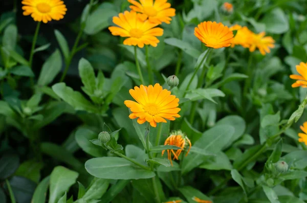 Весенние Цветы Астеры Цветочная Кровать Букет Красивых Апельсиновых Цветов — стоковое фото