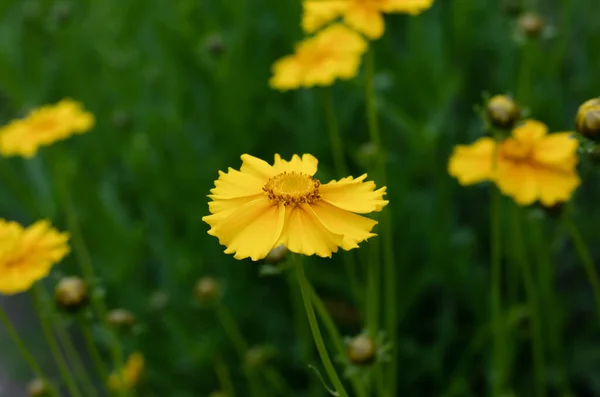 阿斯特 一束美丽的橙花 — 图库照片