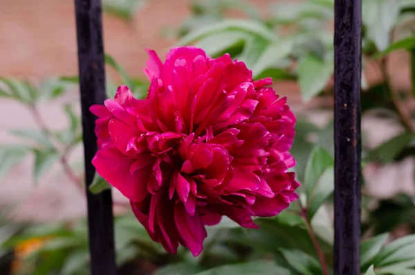 菊花花床 一束美丽的粉红色花朵 Eustoma 树叶上的雨滴 — 图库照片