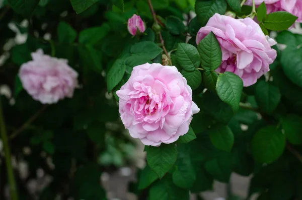 一束美丽的粉红色花朵 Eustoma 扁桃科植物 — 图库照片