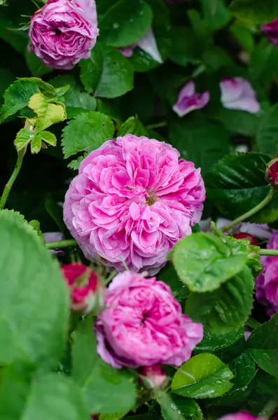 Jarní Květiny Růže Květinová Postel Kytice Krásných Růžových Květin Eustoma — Stock fotografie