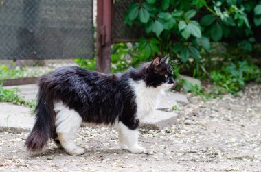 Benekli siyah bir kedi sokakta oturuyor. Sokak kedisi. Terk edilmiş hayvan..