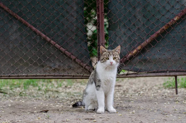 Spatřená Kočka Sedí Ulici Pouliční Kočka Jde Pěšky Opuštěný Mazlíček — Stock fotografie