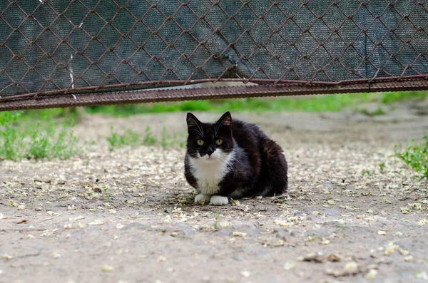 一只斑斑的黑猫坐在街上 野猫场 被遗弃的宠物 — 图库照片
