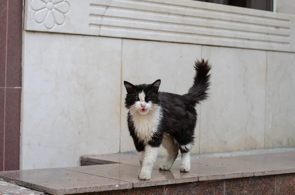 Chat Noir Tacheté Est Assis Dans Rue Chat Errant Dans — Photo