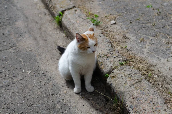 Gato Manchado Está Sentado Rua Gato Rua Está Andando Animais — Fotografia de Stock