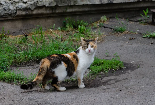 Spatřená Kočka Sedí Ulici Pouliční Kočka Jde Pěšky Opuštěný Mazlíček — Stock fotografie