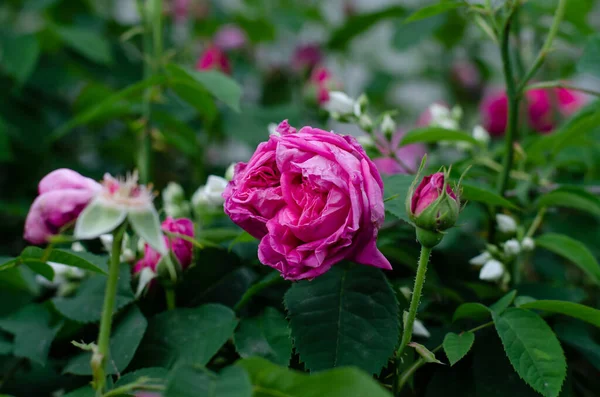 Fresh Spring Flowers Flower Bed Pink Roses Raindrops Leaves Bouquet — 图库照片