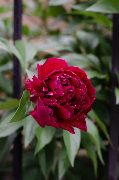 红花牡丹 一束鲜花 — 图库照片