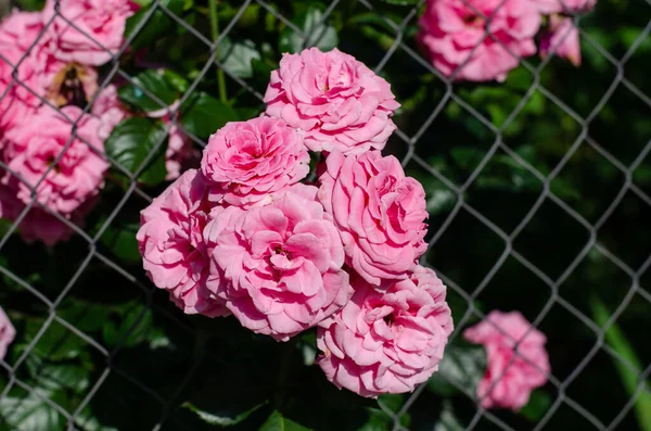 Jarní Květiny Kytice Růží Květinová Postel Růžové Chryzantémy — Stock fotografie