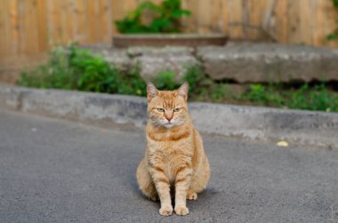 Zencefil sokak kedisi. Bahçe kedisi oturuyor. Terk edilmiş hayvan..