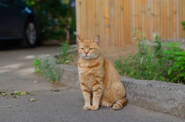 Ginger Street Cat Ten Zahradní Kocour Sedí Opuštěný Mazlíček — Stock fotografie