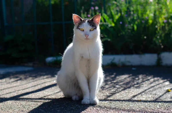 Spotted street cat walks. Yard cat. A pet. Stray cat.