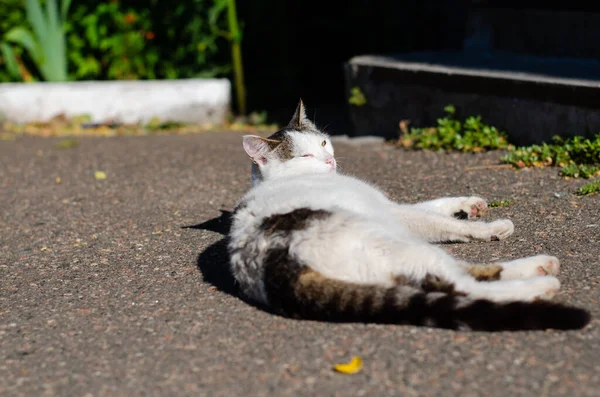 街上的猫在休息 院子里的猫在走路 被遗弃的宠物 一只宠物 — 图库照片