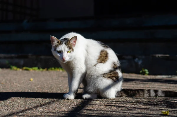 Spotted Street Cat Walks Yard Cat Pet Stray Cat — Stock Photo, Image