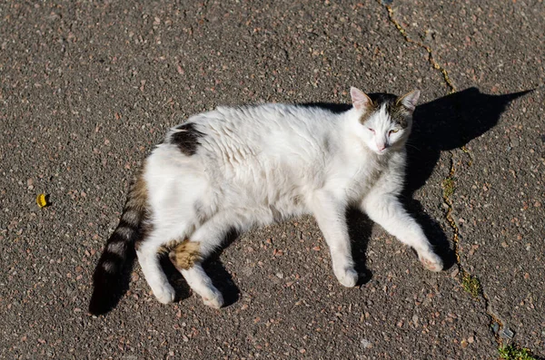 Sokak Kedisi Dinleniyor Bahçe Kedisi Yürüyor Terk Edilmiş Hayvan Evcil — Stok fotoğraf