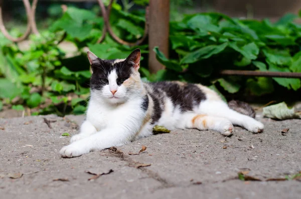 街头猫 一只院子里的猫沿街走着 被遗弃的宠物 纯种斑点猫 — 图库照片