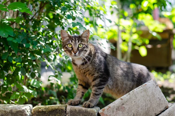 ストリートキャット 庭の猫が通りを歩いている 放棄されたペット 徹底的に飼育されたネコ — ストック写真