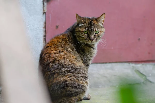 Gato Rua Gato Jardim Caminha Pela Rua Animal Estimação Abandonado — Fotografia de Stock