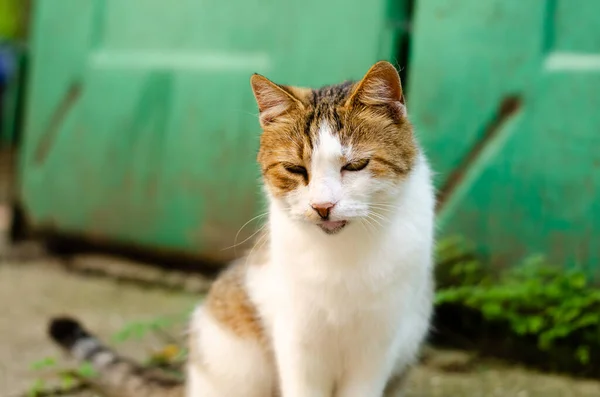 Gato Manchado Está Sentado Rua Gato Rua Está Andando Animal — Fotografia de Stock